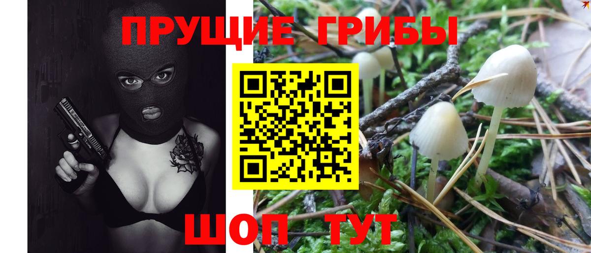 Псилоцибиновые грибы Psilocybe Ипатово